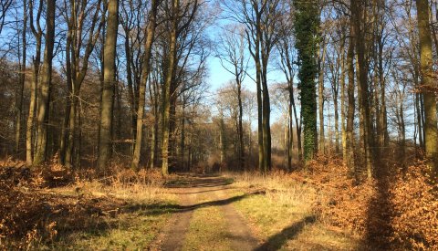 la forêt Bambësch en automne